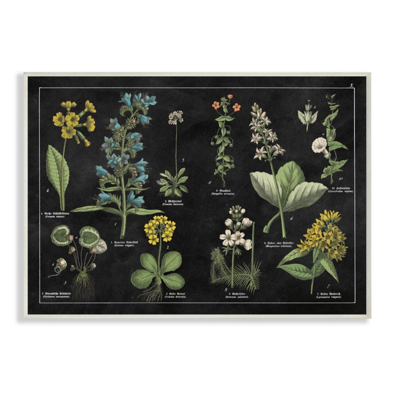 Stupell Industries Antique Wild Flower Chart Scientific Botanical Print Wood Wall Plaque